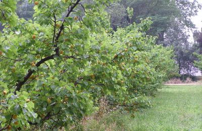 juin le mois de la cueillette des abricots