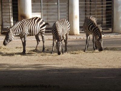 Zebras, Erdmännchen, Flamingos, Panzernashorn, Humboldt-Pinguin, Schimpanse, Stachelschwein