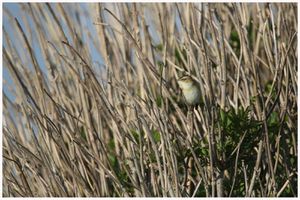 Sortie marais du 26 avril 2021