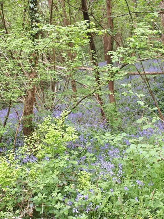 725. Dimanche 22 Avril : le Bois de la Barre.