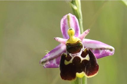 Toulois" A la découverte des orchidées sur le Plateau de DOMGERMAIN  le samedi 19 juin 2019 