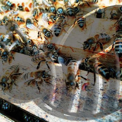 Des nouvelles des ruches :)