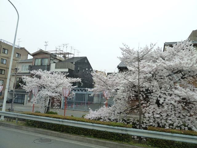 Vues du bus, rues fleuries sous les cerisiers.