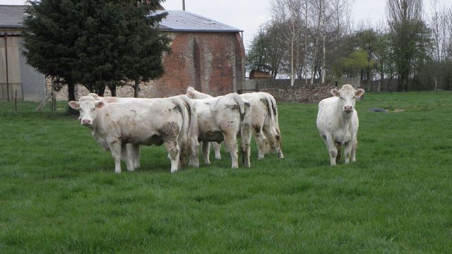 	 11:38 Balade à Quernes