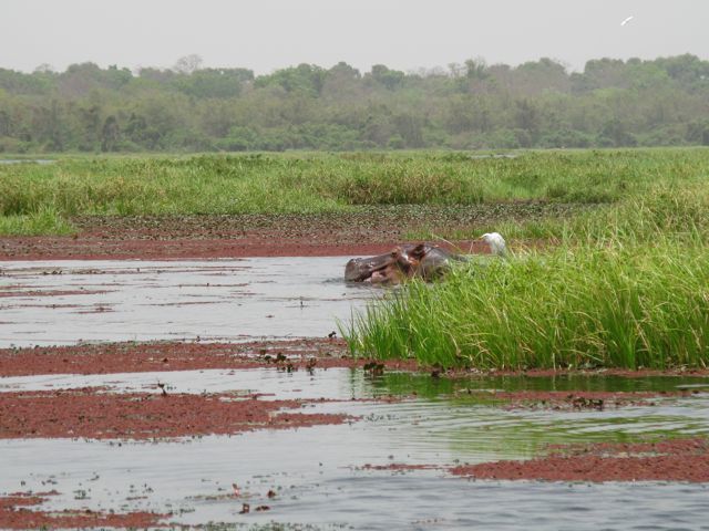 mare peuplée de rhinocéros et d'oiseaux par milliers