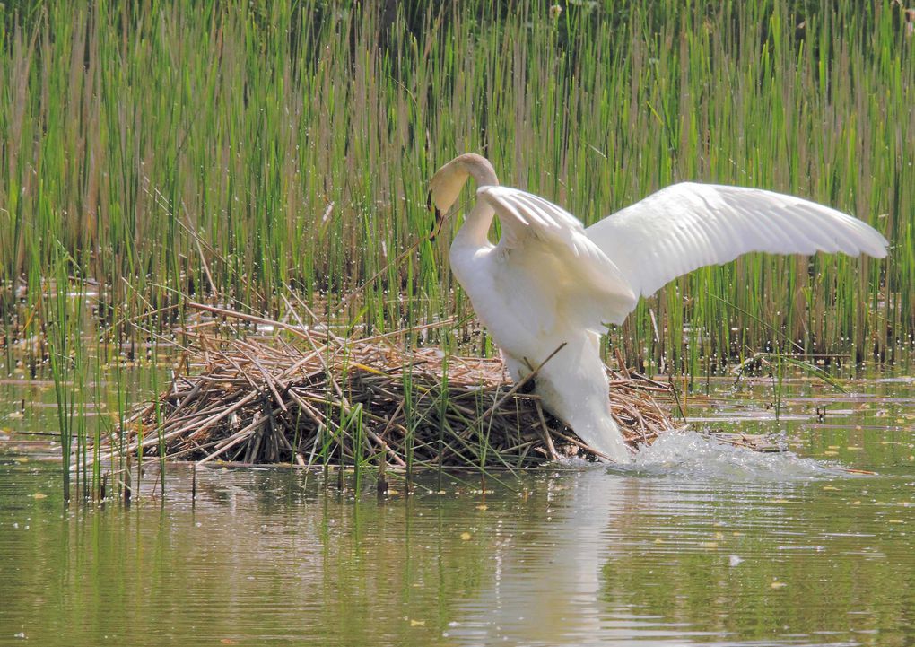 Album - La famille cygne