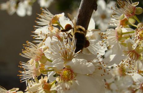 Les abeilles... merveilleuses bêtes...