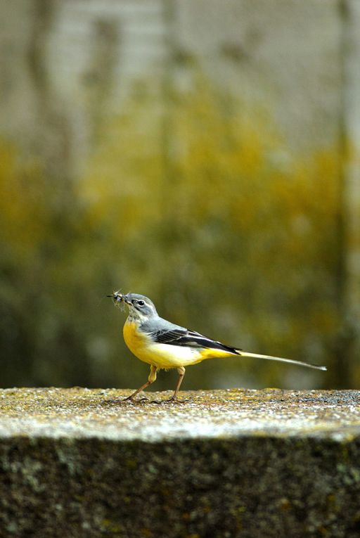 Banque d'images d'oiseaux