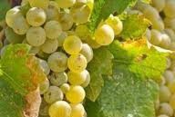 #White Sparkling Wines Producers New South Wales Vineyards Australia page 3