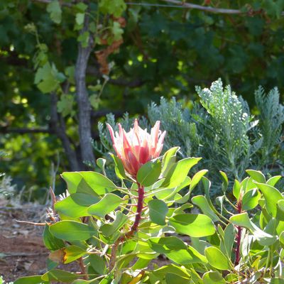 Le jardin botanique de Kirstenbosch et les vignobles de Cape Town