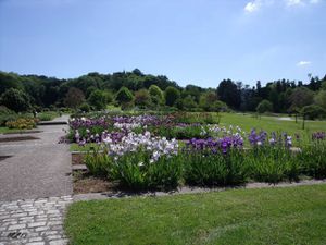 Iris in Jardin Botanique du Montet