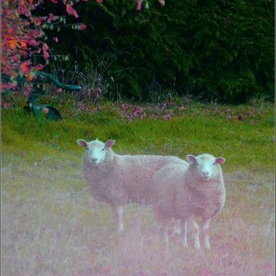 Animaux campagne - moutons