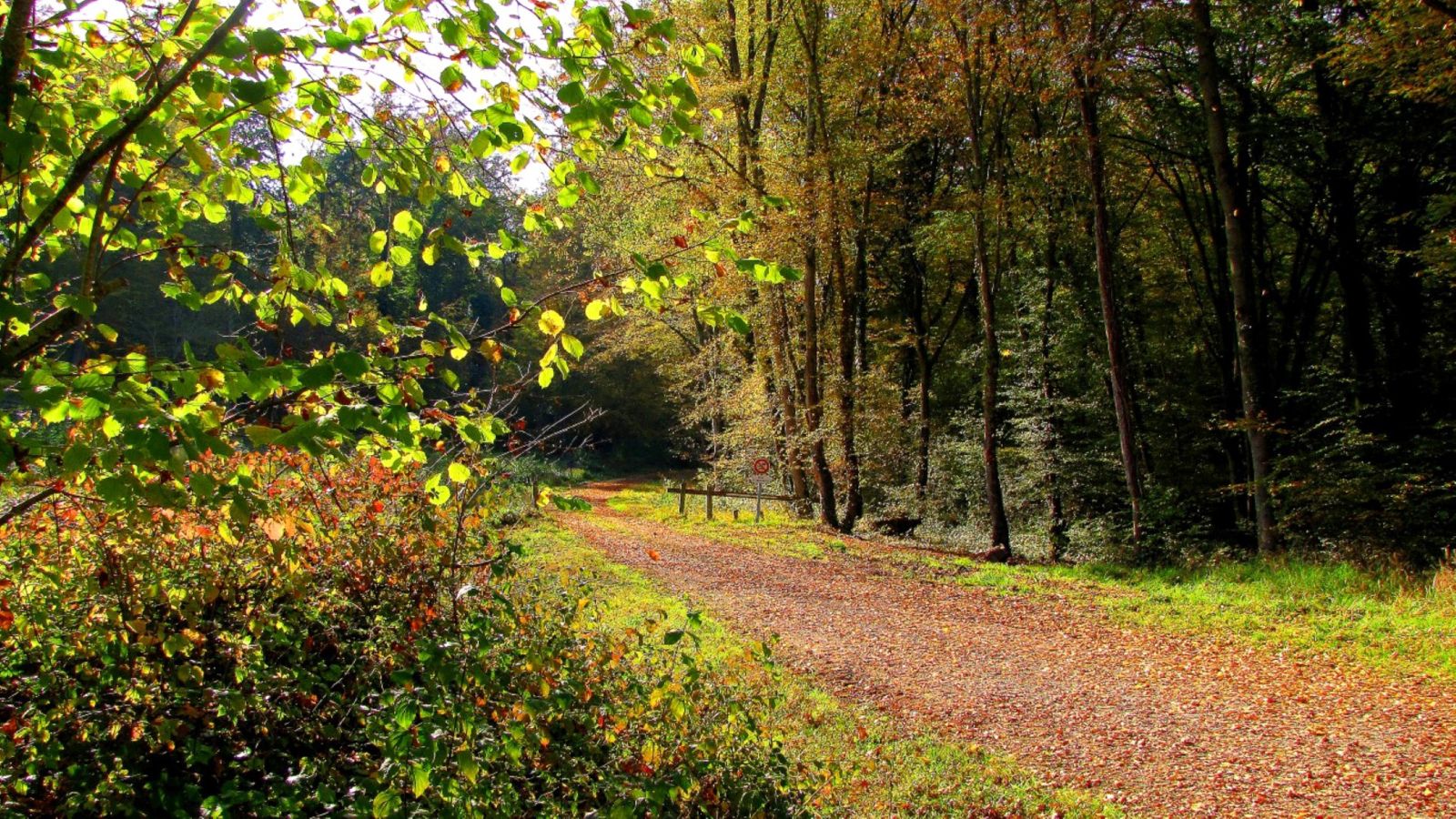 le GR11A dans la Forêt de Retz