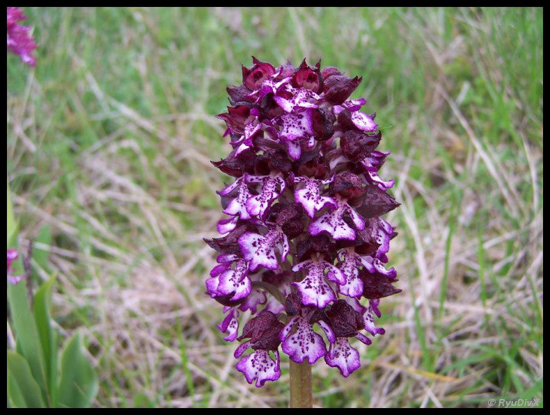 Orchis-purpurea