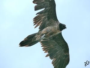 Le gypaète barbu