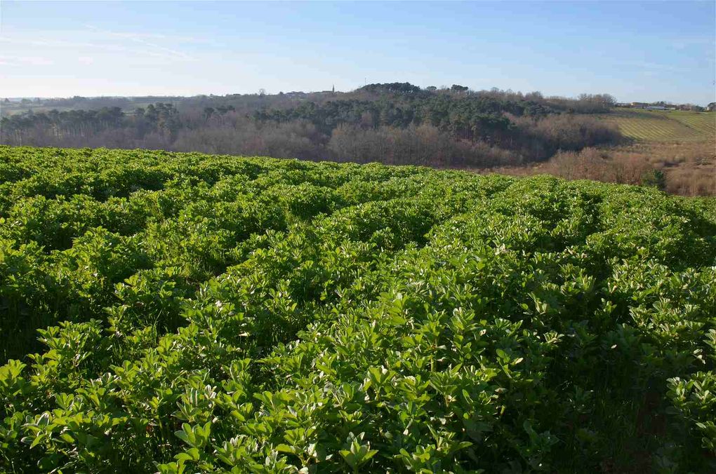 Domaine Émilien Jean, un nouveau regard sur le vignoble Lot-et-Garonnais.
