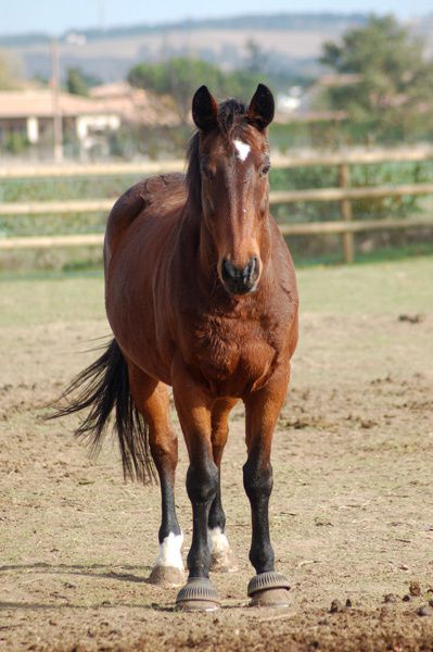 Les poneys et chevaux du club