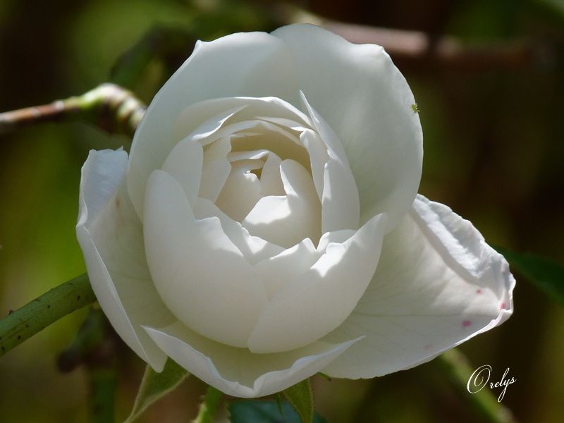 Album - Lumière-des-fleurs