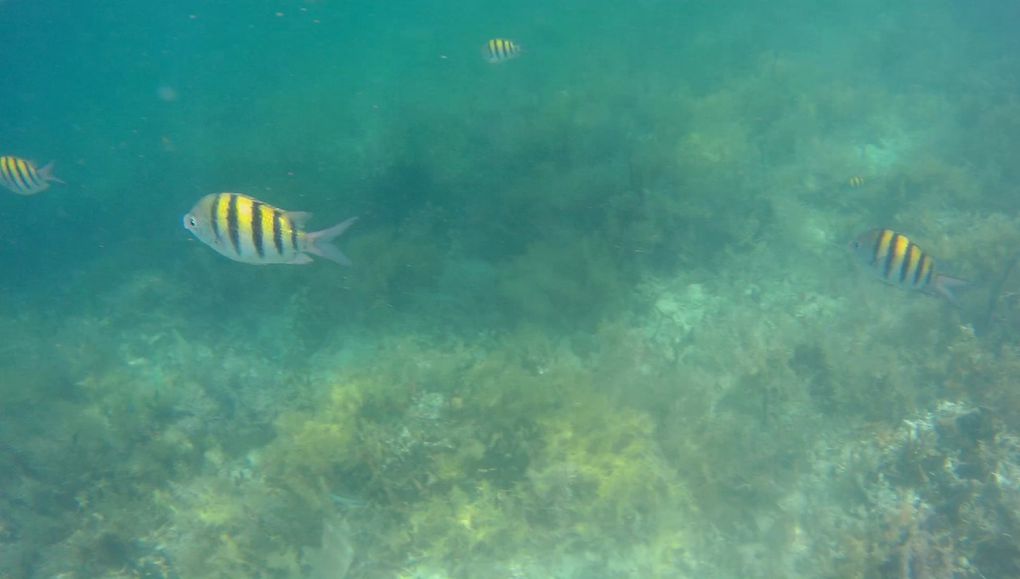 Bocas del Toro