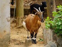 Rencontre aux Cameroun