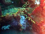 Antipathaires, corail noir, Cirripathes spiralis