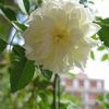 Les fleurs du balcon