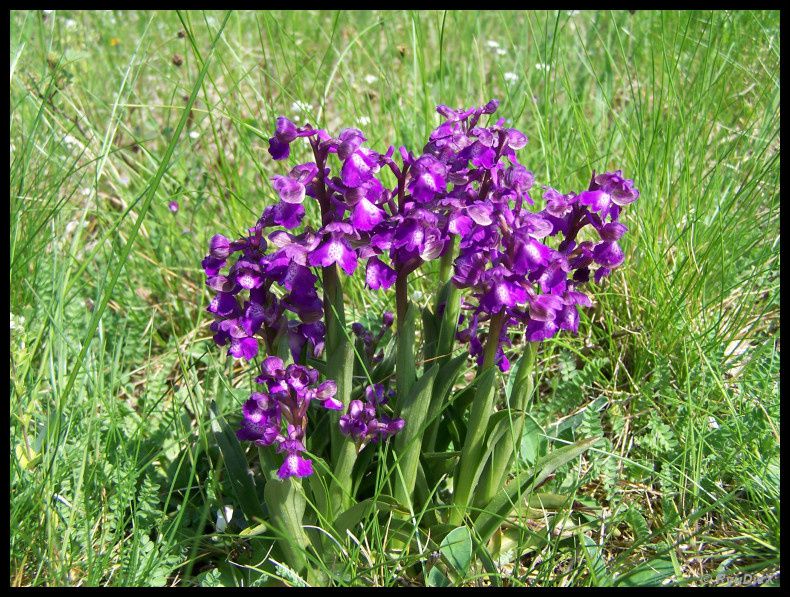 2010-04-26-St-Sylvestre-Pont-Romain