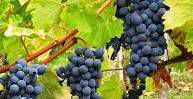 #Rose Cabernet Sauvignon Producers New Jersey Vineyards