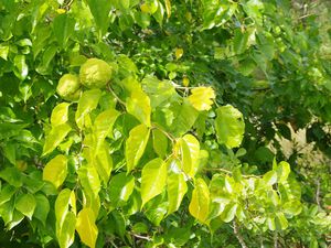 Maclura pomifera, Bois-d'arc 