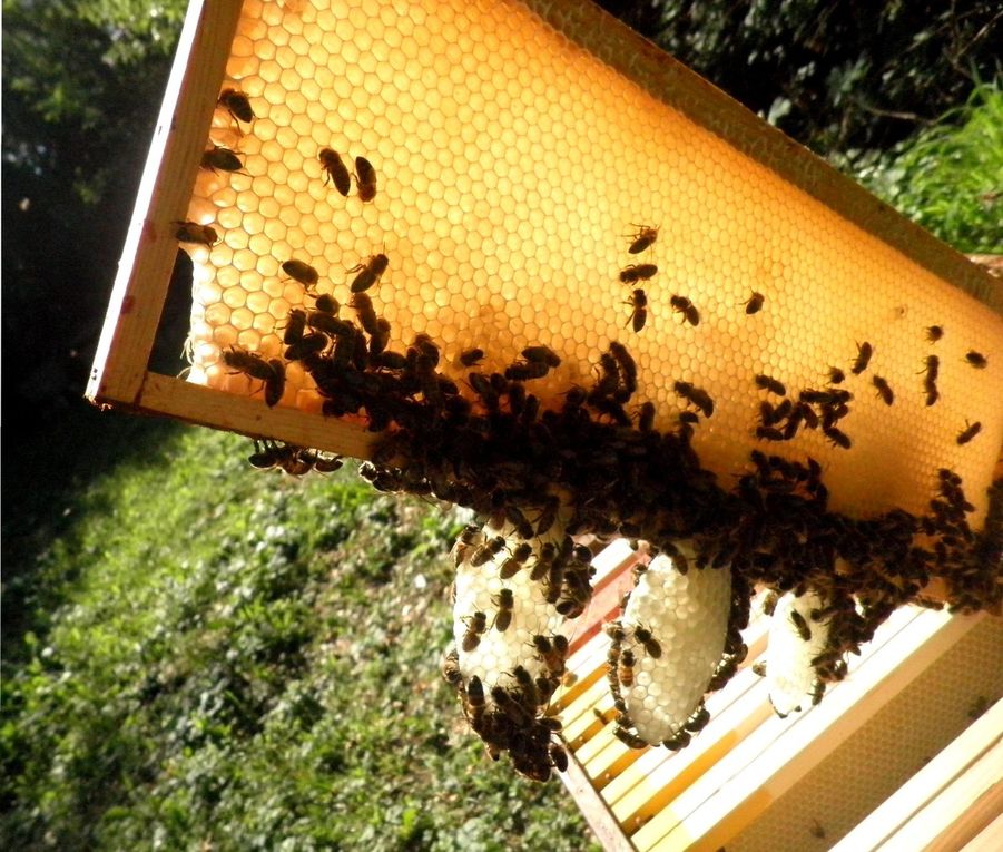 nos travaux aux ruchers en 2012