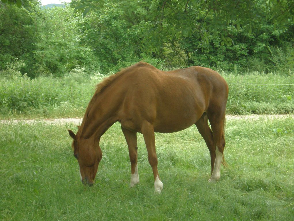 les chevaux , du poulain à la compétition...