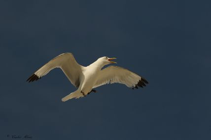 Mouette tridactyle (Rissa tridactyla)