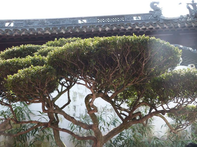 Le jardin Yu est situé dans la vieille ville de Shanghai. C'est l'un des plus beaux parcs de Chine. Il regroupe tous les éléments nécessaires à l'harmonie, à la réflexion et à la sérénité.