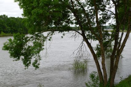 La Loire à Cunault