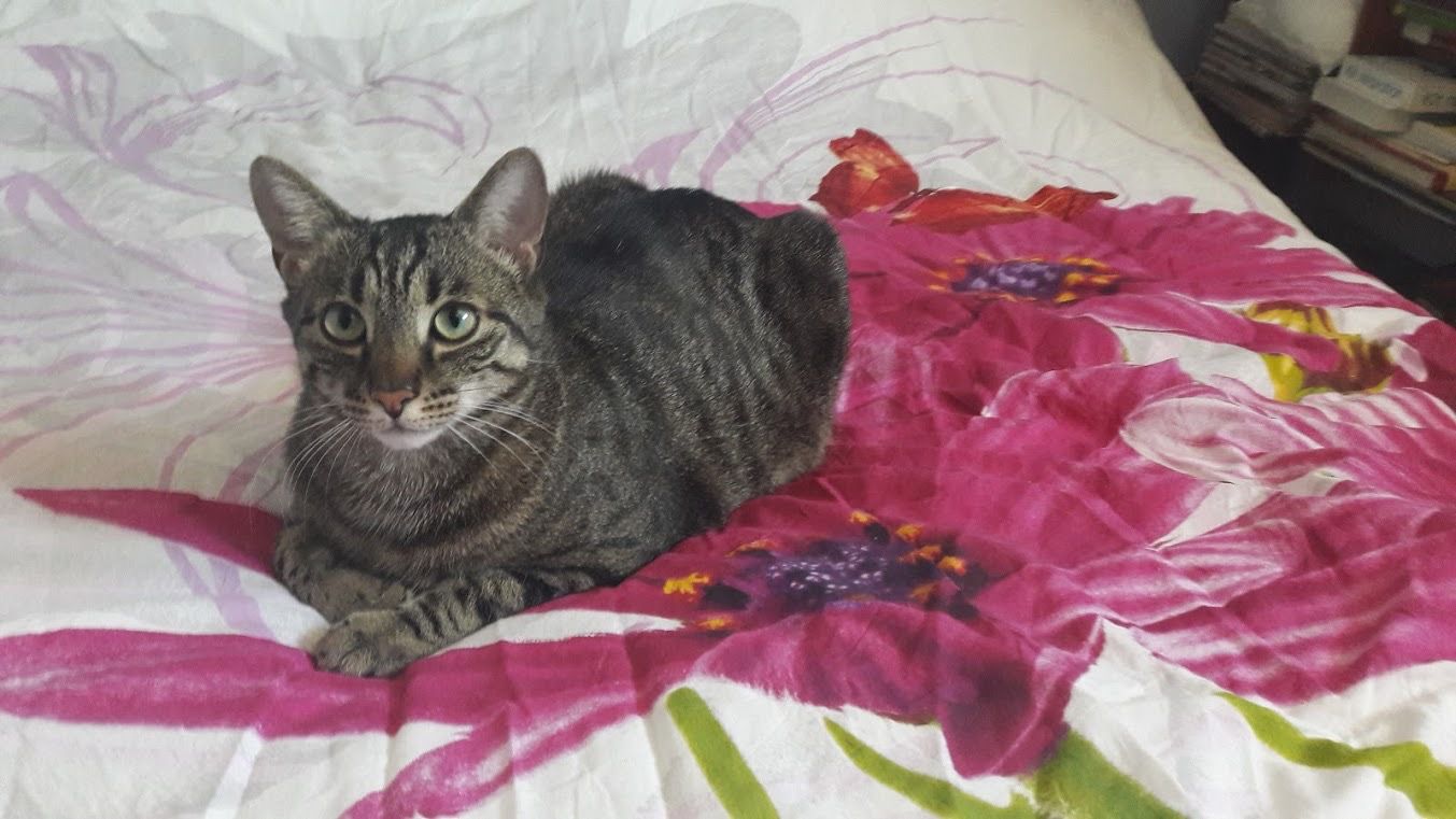 Notre Chat Du Sang Dans Les Selles Et Impossible A Emmener Chez Le Veterinaire Trucs Et Astuces D Amalia Harmonie Vous Etes Riches Mais Vous Ne Le Savez Pas