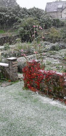 Nigelle et neige