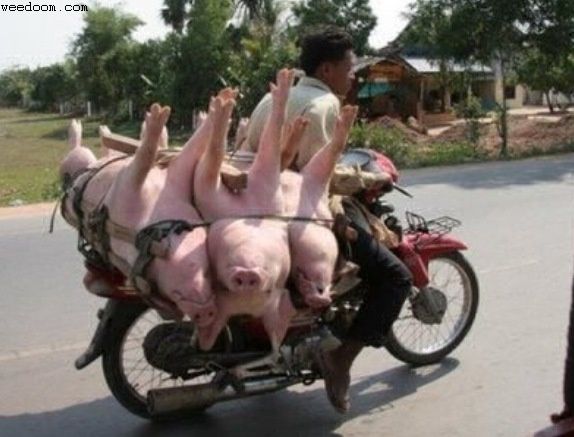 Album - Des-motos-et-des-cochons--