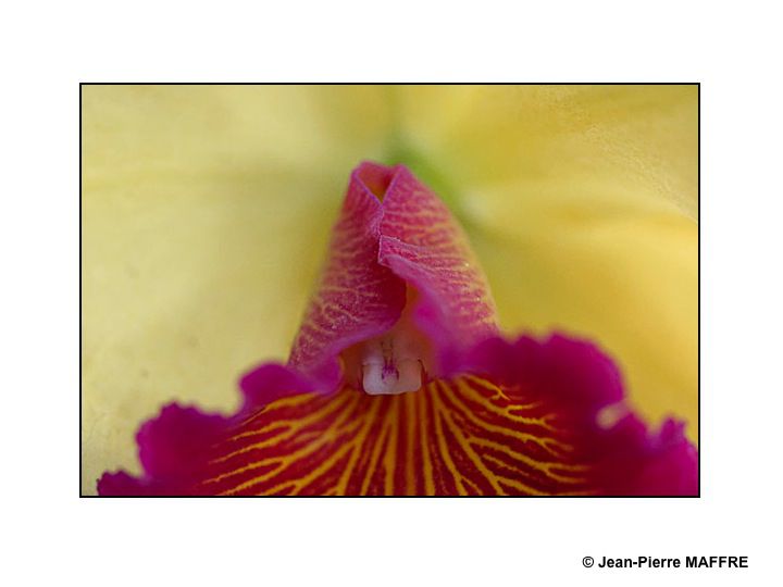 Des orchidées dans toute leur splendeur nous ravissent par la variété de leurs formes et de leurs couleurs.