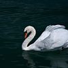 Cygne