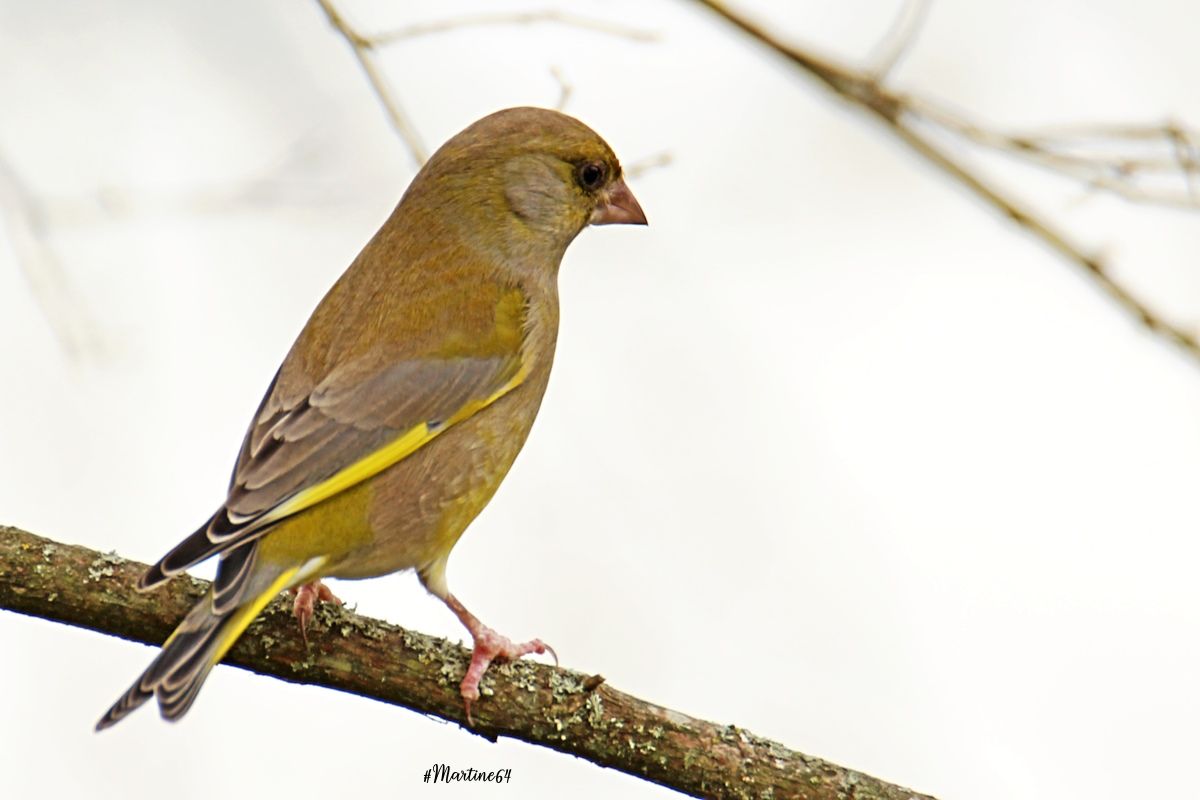 verdier d'europe male