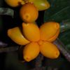 Clarisia ilicifolia