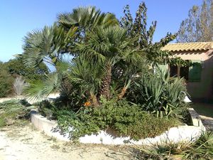 Nettoyage et entretien des arbres de l'hotel Le Padro à Calvi