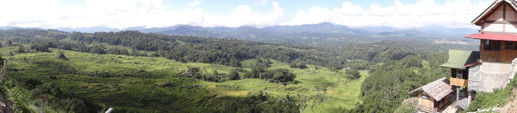 Album SULAWESI--FLORES. 2012