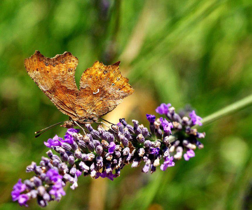 Album - Macro-Papillons