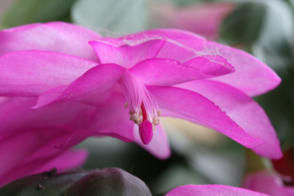 Fleurs de nos jardins