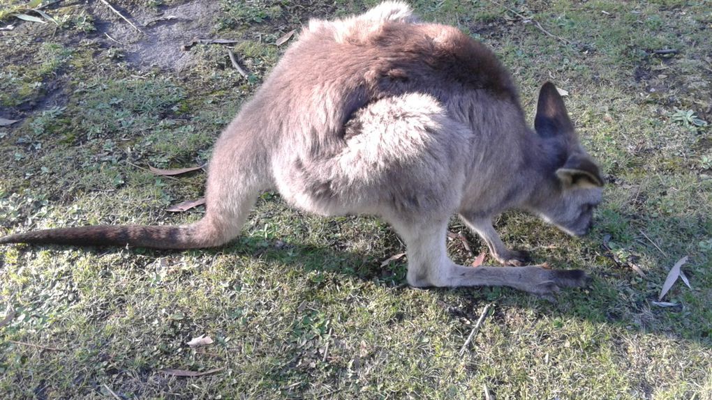 On y croyait pas quand une personne nous disait avoir vu des kangourous au jardin. Et bien oui il y en a !