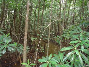 Forêt tropicale et mangroves