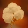 fleur de coton (pastel)