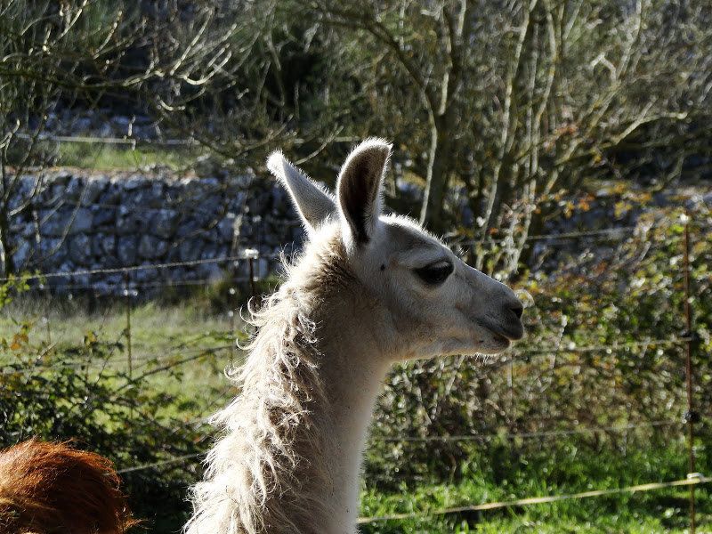 De la Sambuc, Boucle de Montmorin