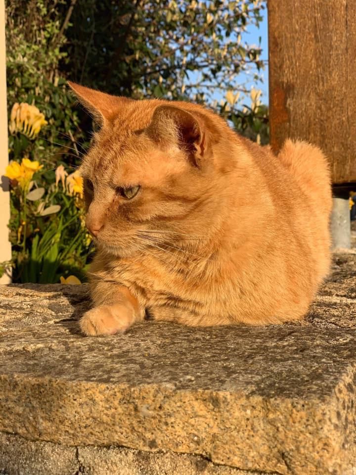 Ti Chat 29 Association De Sauvetage De Chats Abandonnes